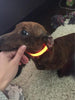 Image of Led Powered Dog Collar