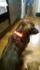 Image of Led Powered Dog Collar